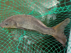 コイの釣果