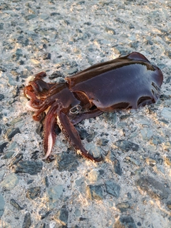 アオリイカの釣果