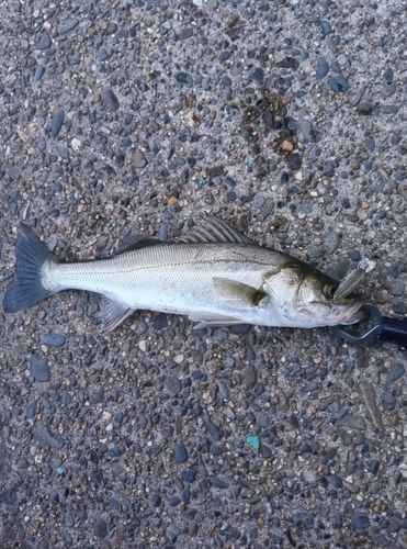 セイゴ（マルスズキ）