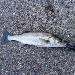 セイゴ（マルスズキ）