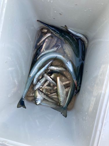 イワシの釣果