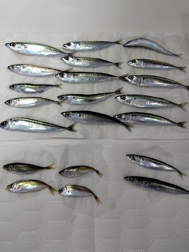 サバの釣果