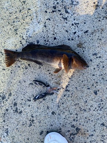 アイナメの釣果
