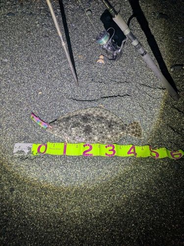ヒラメの釣果