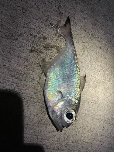 ハタンポの釣果