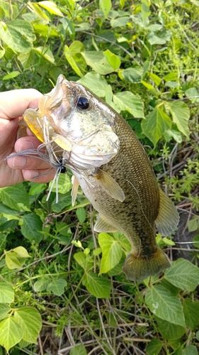 ブラックバスの釣果