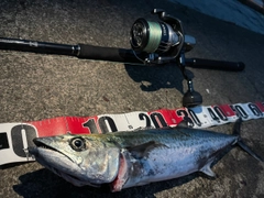 サゴシの釣果