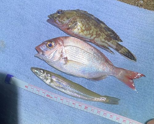 キスの釣果
