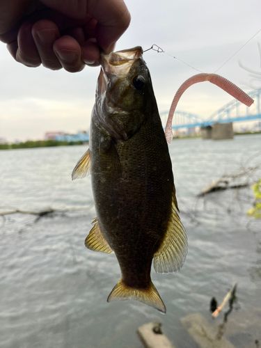 スモールマウスバス