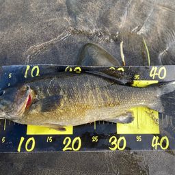 スモールマウスバス