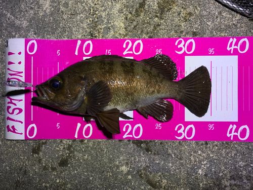 メバルの釣果