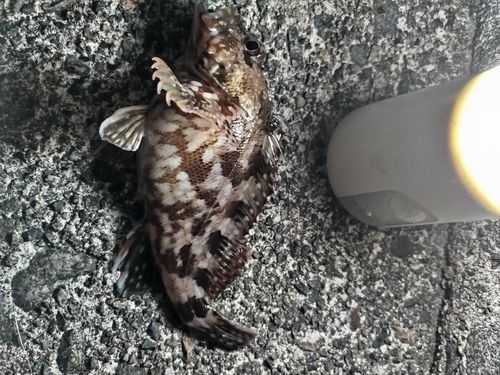 カサゴの釣果