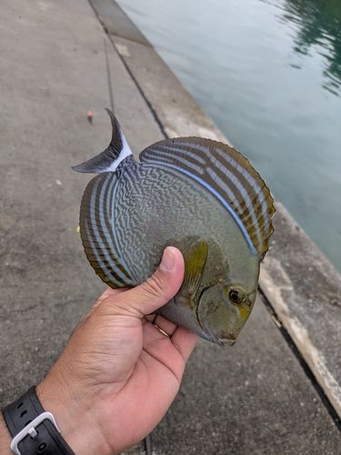 トカジャーの釣果