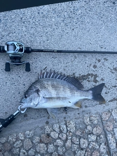 キビレの釣果