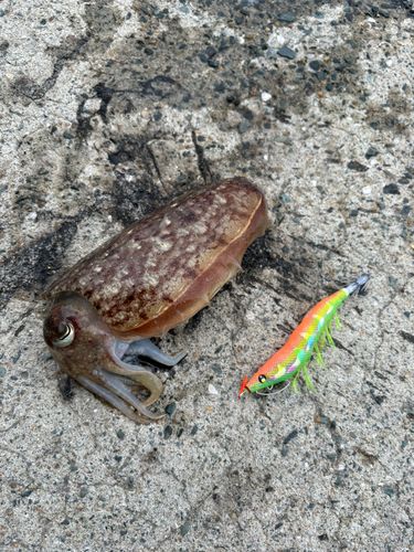 モンゴウイカ