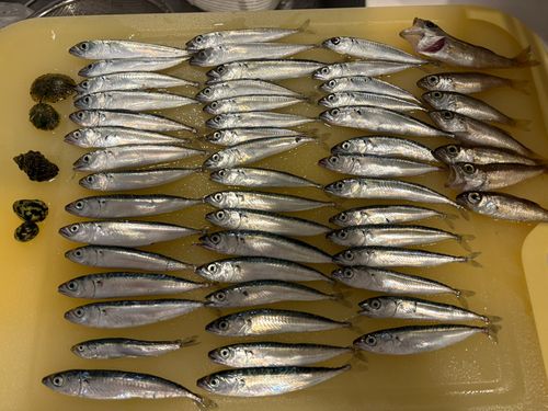 サバの釣果