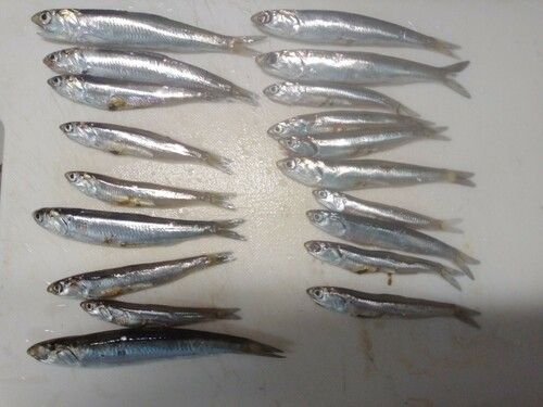 カタクチイワシの釣果
