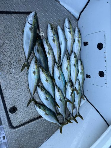 ハマチの釣果