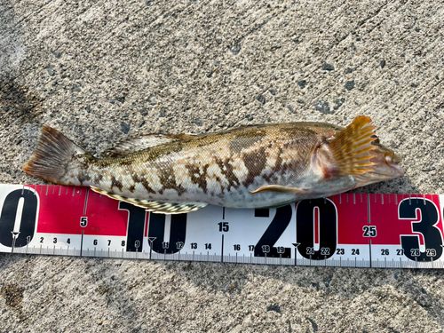 アイナメの釣果