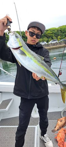 ハマチの釣果