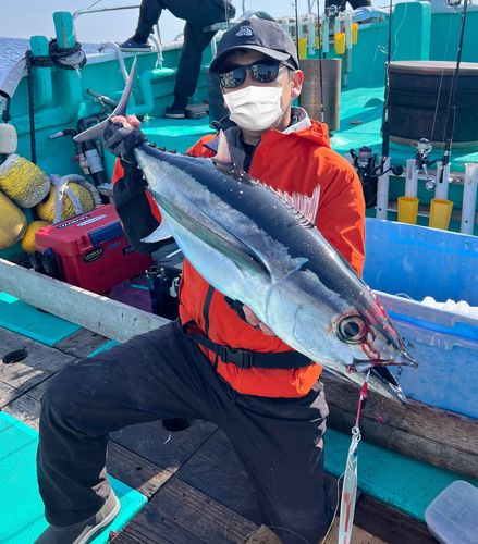 ビンチョウマグロの釣果