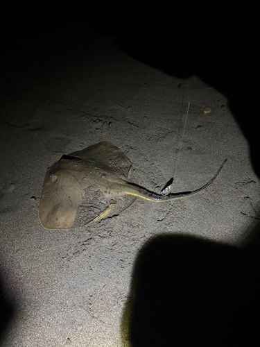 アカエイの釣果