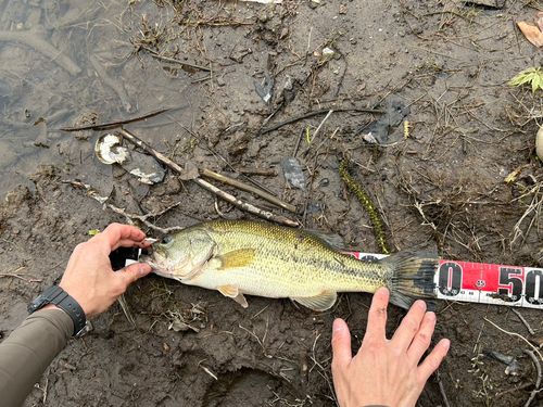 ラージマウスバスの釣果