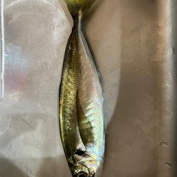 アジ