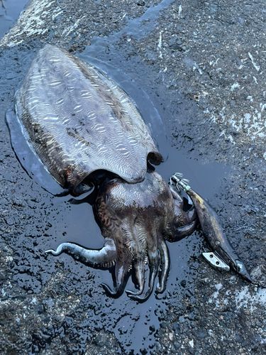 モンゴウイカの釣果