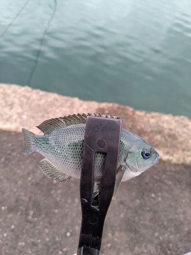 メジナの釣果