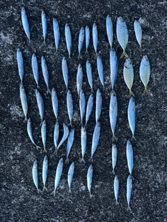 サバの釣果