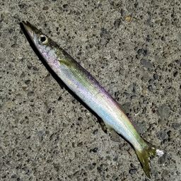 カマス