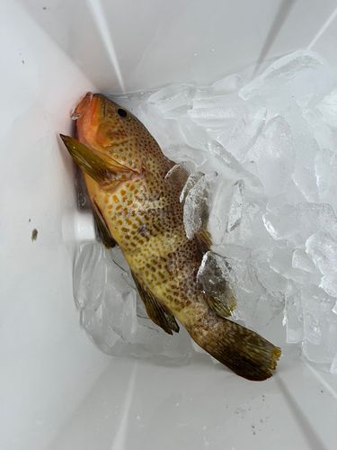 キジハタの釣果