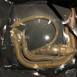 ニホンウナギ