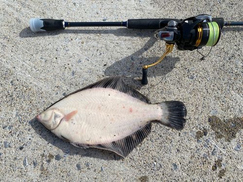 クロガシラガレイの釣果