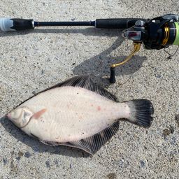 クロガシラガレイ