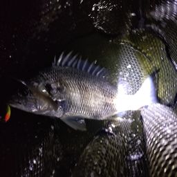 クロダイ