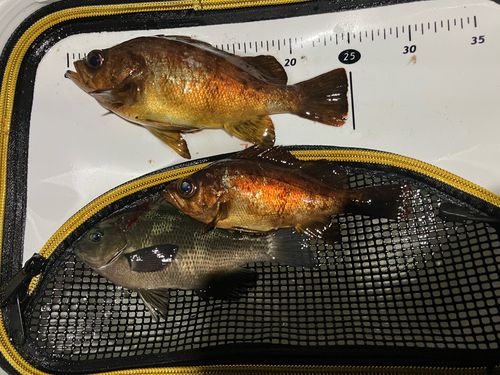 メバルの釣果