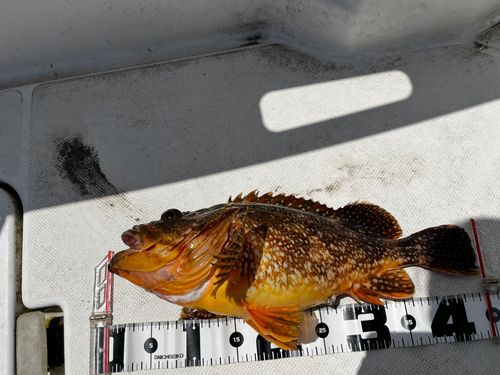 カサゴの釣果