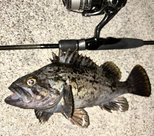 クロソイの釣果