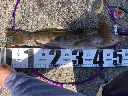 アイナメの釣果