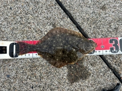 イシガレイの釣果