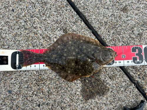 イシガレイの釣果