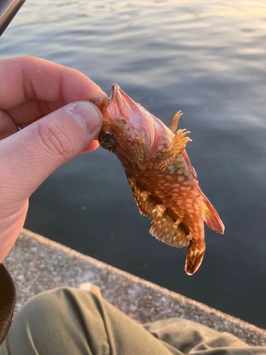 カサゴの釣果