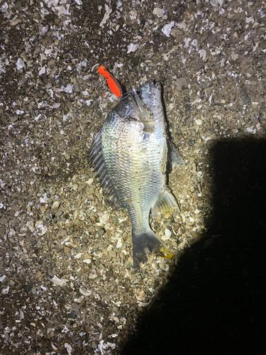 キビレの釣果