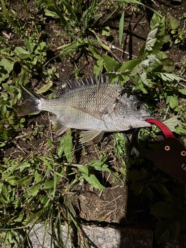 キビレの釣果