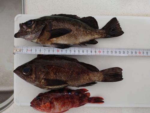メバルの釣果