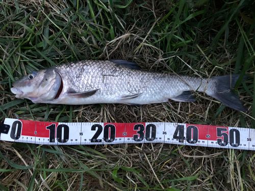 ニゴイの釣果