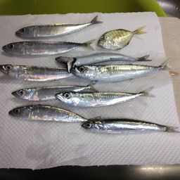 サバ