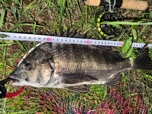 クロダイの釣果